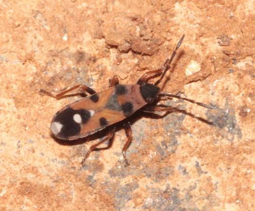 Horvathiolus guttatus